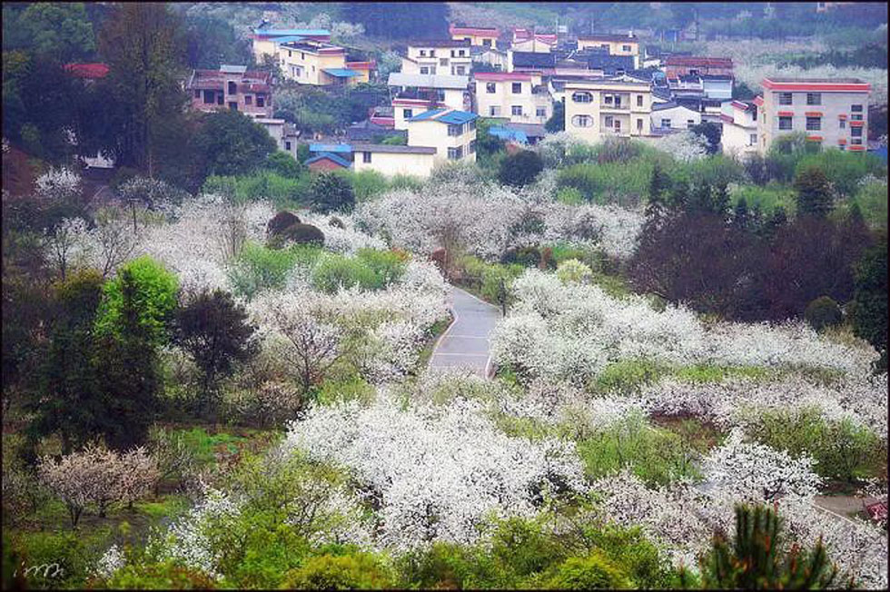 【春天，广西桂林灌阳县向您发出邀请！】我们在灌阳看梨花 - 游山玩水 - 阿拉善盟生活社区 - 阿拉善盟28生活网 alsm.28life.net