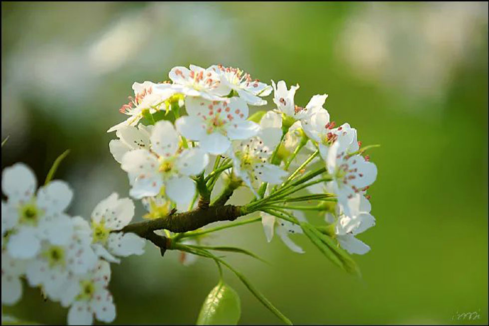 【春天，广西桂林灌阳县向您发出邀请！】我们在灌阳看梨花 - 游山玩水 - 阿拉善盟生活社区 - 阿拉善盟28生活网 alsm.28life.net