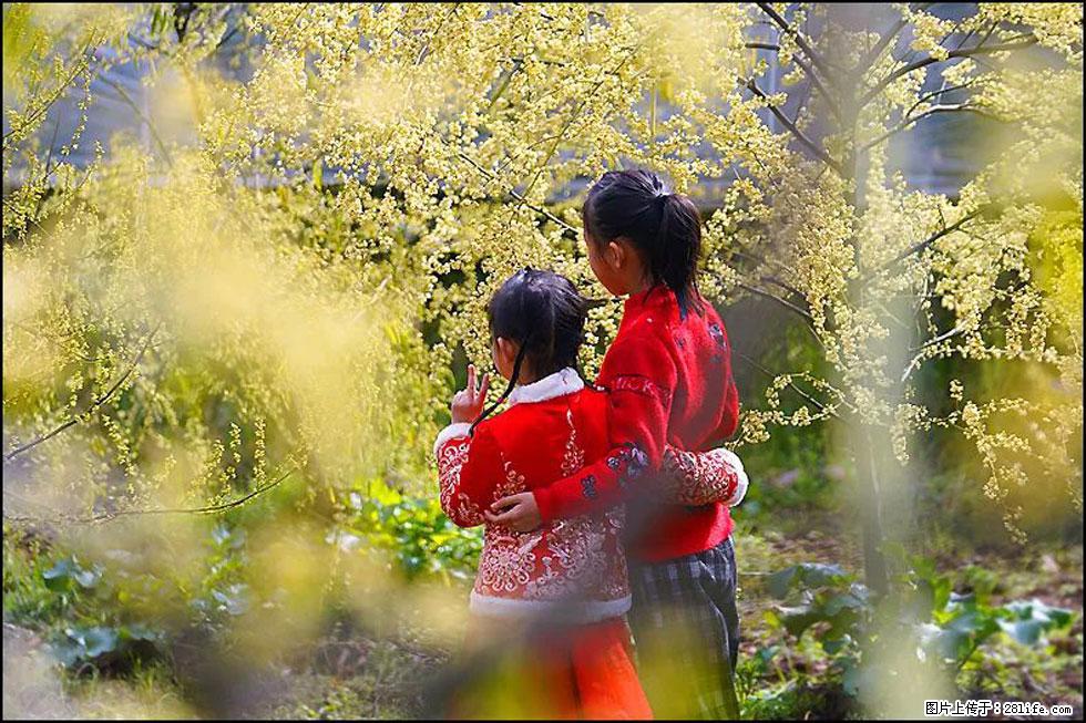 【春天，广西桂林灌阳县向您发出邀请！】米珠山前有片山苍子花在飘香 - 游山玩水 - 阿拉善盟生活社区 - 阿拉善盟28生活网 alsm.28life.net