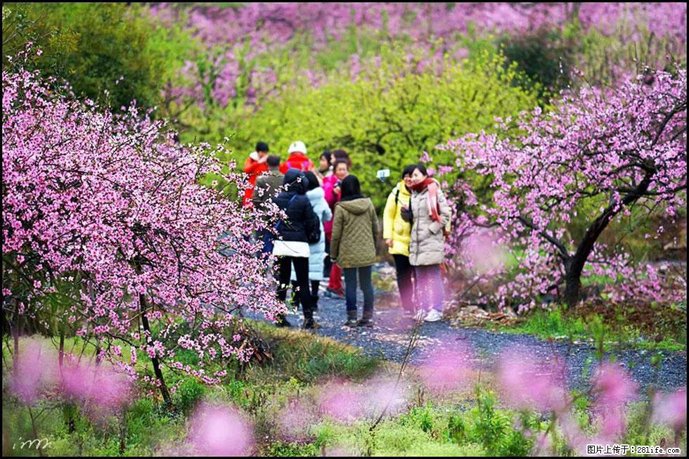 【春天，广西桂林灌阳县向您发出邀请！】官庄村有个醉美的桃花园 - 游山玩水 - 阿拉善盟生活社区 - 阿拉善盟28生活网 alsm.28life.net