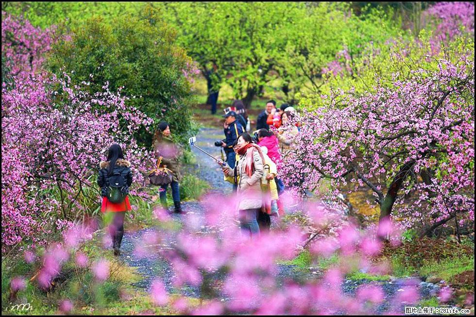 【春天，广西桂林灌阳县向您发出邀请！】官庄村有个醉美的桃花园 - 游山玩水 - 阿拉善盟生活社区 - 阿拉善盟28生活网 alsm.28life.net
