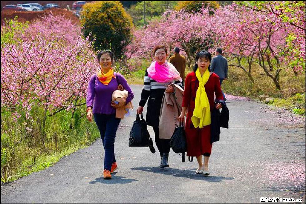 【春天，广西桂林灌阳县向您发出邀请！】官庄村有个醉美的桃花园 - 游山玩水 - 阿拉善盟生活社区 - 阿拉善盟28生活网 alsm.28life.net