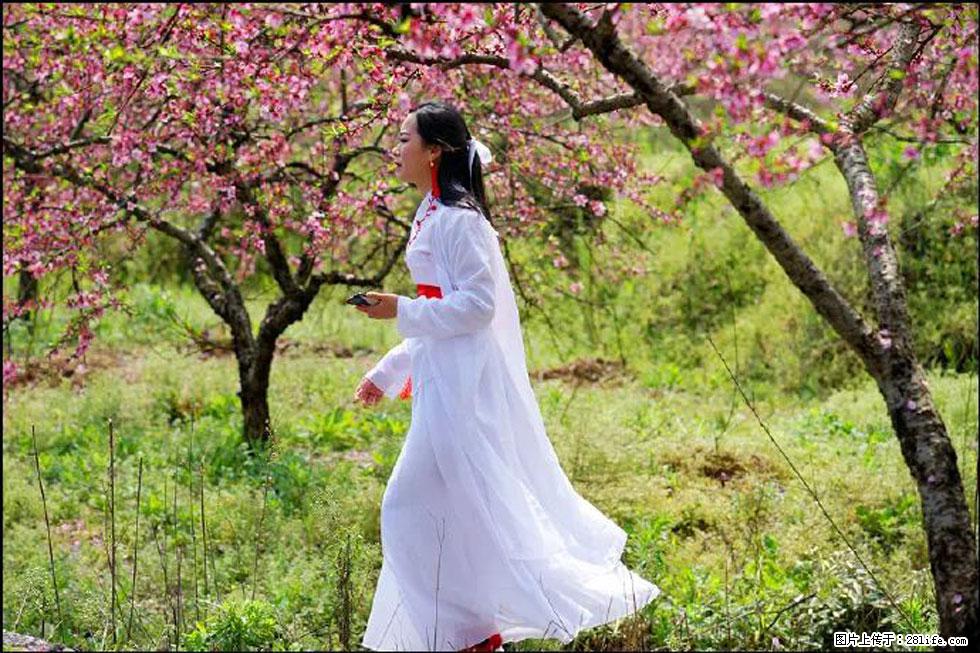【春天，广西桂林灌阳县向您发出邀请！】官庄村有个醉美的桃花园 - 游山玩水 - 阿拉善盟生活社区 - 阿拉善盟28生活网 alsm.28life.net