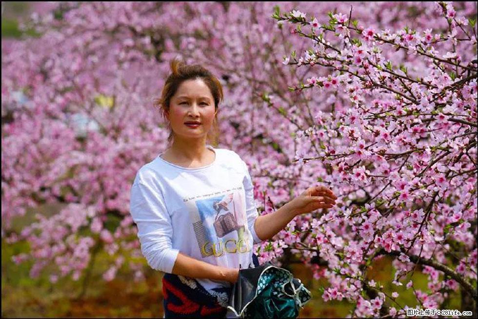 【春天，广西桂林灌阳县向您发出邀请！】官庄村有个醉美的桃花园 - 游山玩水 - 阿拉善盟生活社区 - 阿拉善盟28生活网 alsm.28life.net