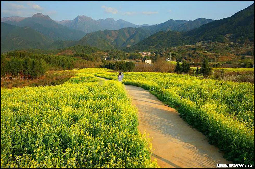 【春天，广西桂林灌阳县向您发出邀请！】长坪村油菜盛情花开 - 游山玩水 - 阿拉善盟生活社区 - 阿拉善盟28生活网 alsm.28life.net