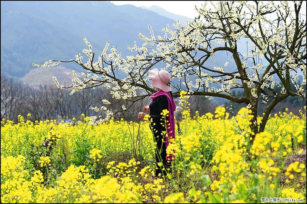 【春天，广西桂林灌阳县向您发出邀请！】长坪村油菜盛情花开 - 游山玩水 - 阿拉善盟生活社区 - 阿拉善盟28生活网 alsm.28life.net