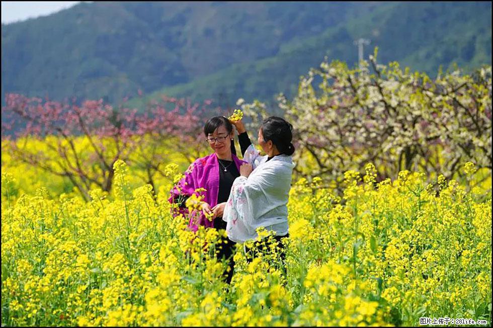 【春天，广西桂林灌阳县向您发出邀请！】长坪村油菜盛情花开 - 游山玩水 - 阿拉善盟生活社区 - 阿拉善盟28生活网 alsm.28life.net