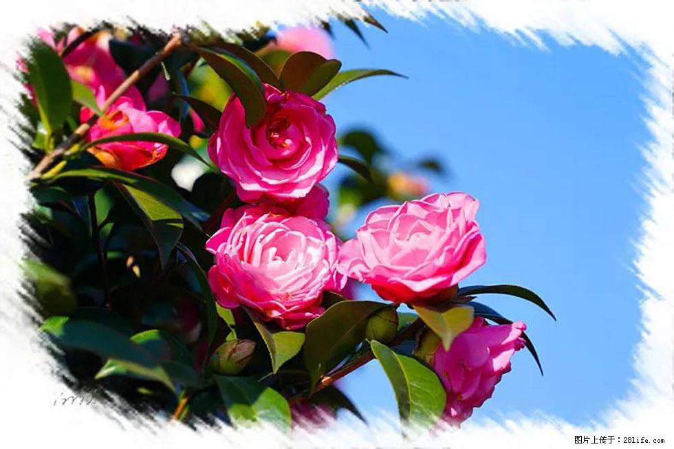 【春天，广西桂林灌阳县向您发出邀请！】杨柳井茶花惹人爱 - 游山玩水 - 阿拉善盟生活社区 - 阿拉善盟28生活网 alsm.28life.net