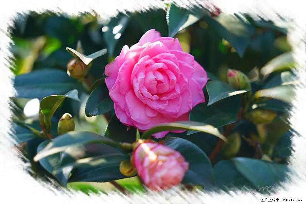 【春天，广西桂林灌阳县向您发出邀请！】杨柳井茶花惹人爱 - 游山玩水 - 阿拉善盟生活社区 - 阿拉善盟28生活网 alsm.28life.net