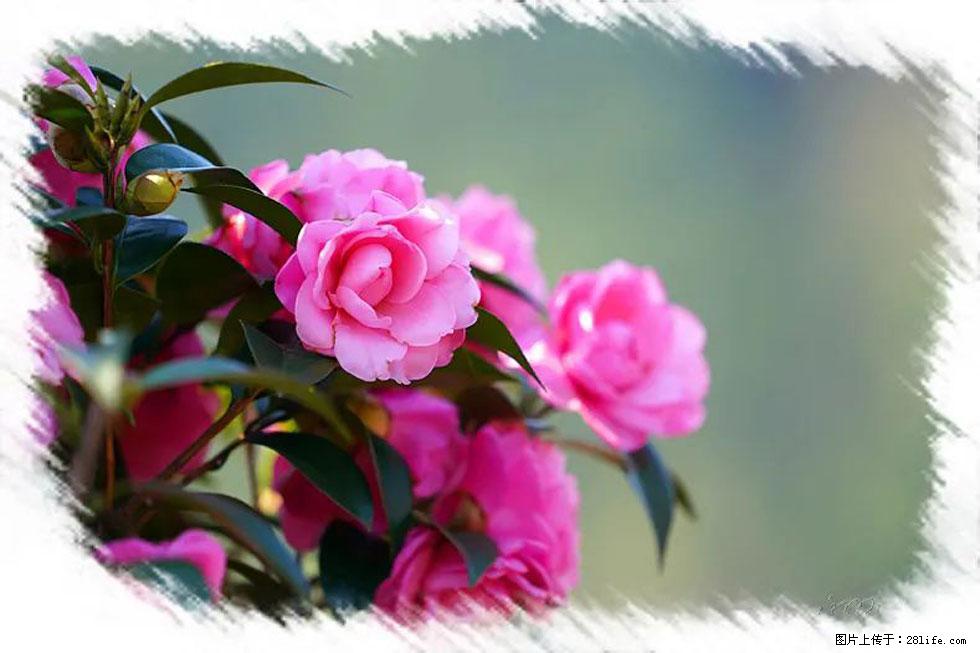 【春天，广西桂林灌阳县向您发出邀请！】杨柳井茶花惹人爱 - 游山玩水 - 阿拉善盟生活社区 - 阿拉善盟28生活网 alsm.28life.net
