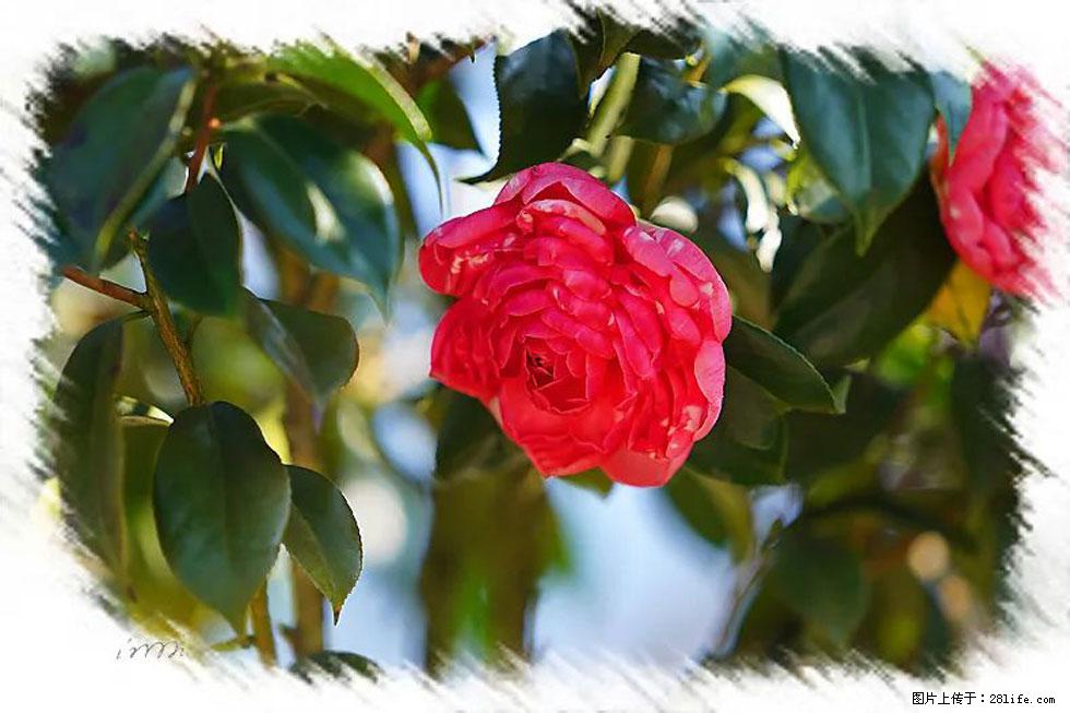 【春天，广西桂林灌阳县向您发出邀请！】杨柳井茶花惹人爱 - 游山玩水 - 阿拉善盟生活社区 - 阿拉善盟28生活网 alsm.28life.net
