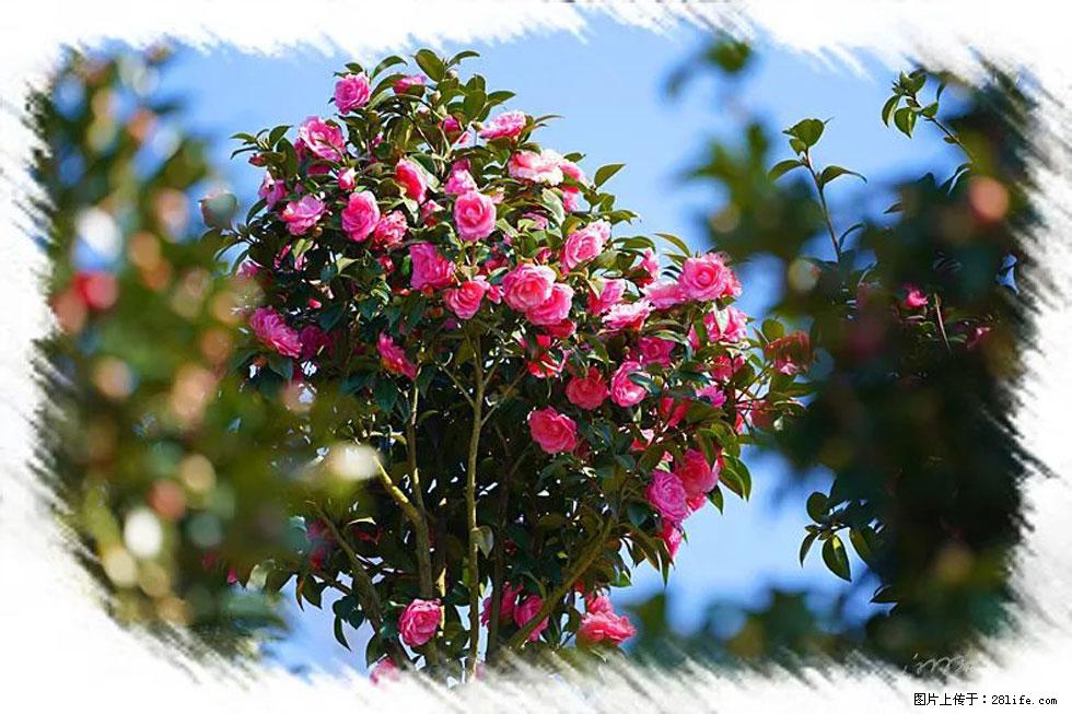 【春天，广西桂林灌阳县向您发出邀请！】杨柳井茶花惹人爱 - 游山玩水 - 阿拉善盟生活社区 - 阿拉善盟28生活网 alsm.28life.net