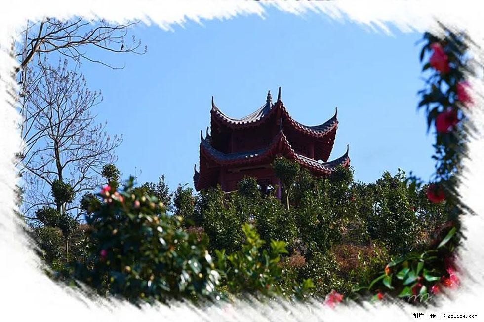 【春天，广西桂林灌阳县向您发出邀请！】杨柳井茶花惹人爱 - 游山玩水 - 阿拉善盟生活社区 - 阿拉善盟28生活网 alsm.28life.net