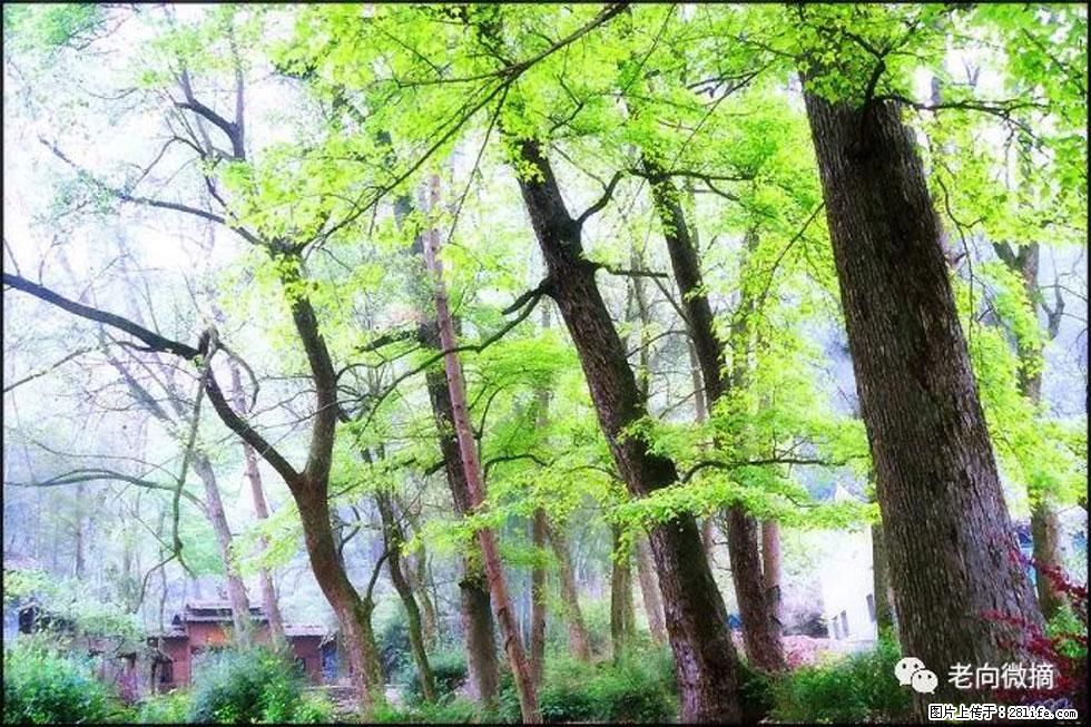 【春天，广西桂林灌阳县向您发出邀请！】在小龙村与春天约会 - 游山玩水 - 阿拉善盟生活社区 - 阿拉善盟28生活网 alsm.28life.net