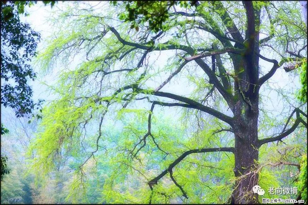 【春天，广西桂林灌阳县向您发出邀请！】在小龙村与春天约会 - 游山玩水 - 阿拉善盟生活社区 - 阿拉善盟28生活网 alsm.28life.net