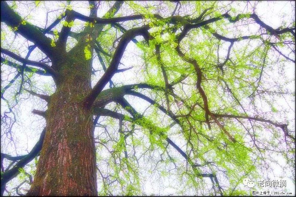 【春天，广西桂林灌阳县向您发出邀请！】在小龙村与春天约会 - 游山玩水 - 阿拉善盟生活社区 - 阿拉善盟28生活网 alsm.28life.net