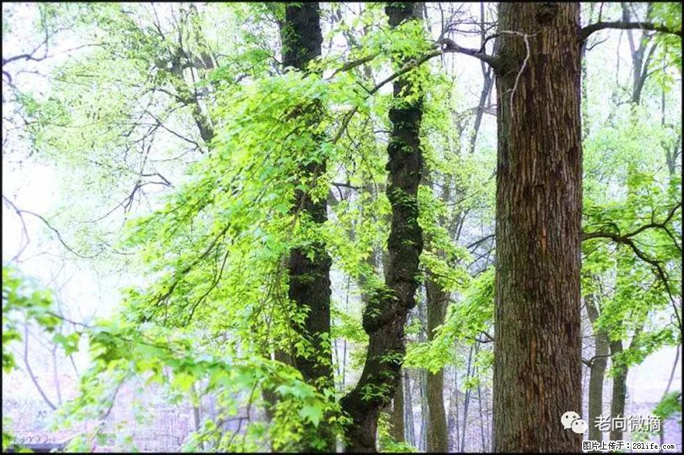【春天，广西桂林灌阳县向您发出邀请！】在小龙村与春天约会 - 游山玩水 - 阿拉善盟生活社区 - 阿拉善盟28生活网 alsm.28life.net