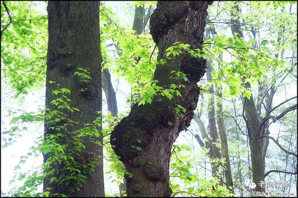【春天，广西桂林灌阳县向您发出邀请！】在小龙村与春天约会 - 游山玩水 - 阿拉善盟生活社区 - 阿拉善盟28生活网 alsm.28life.net