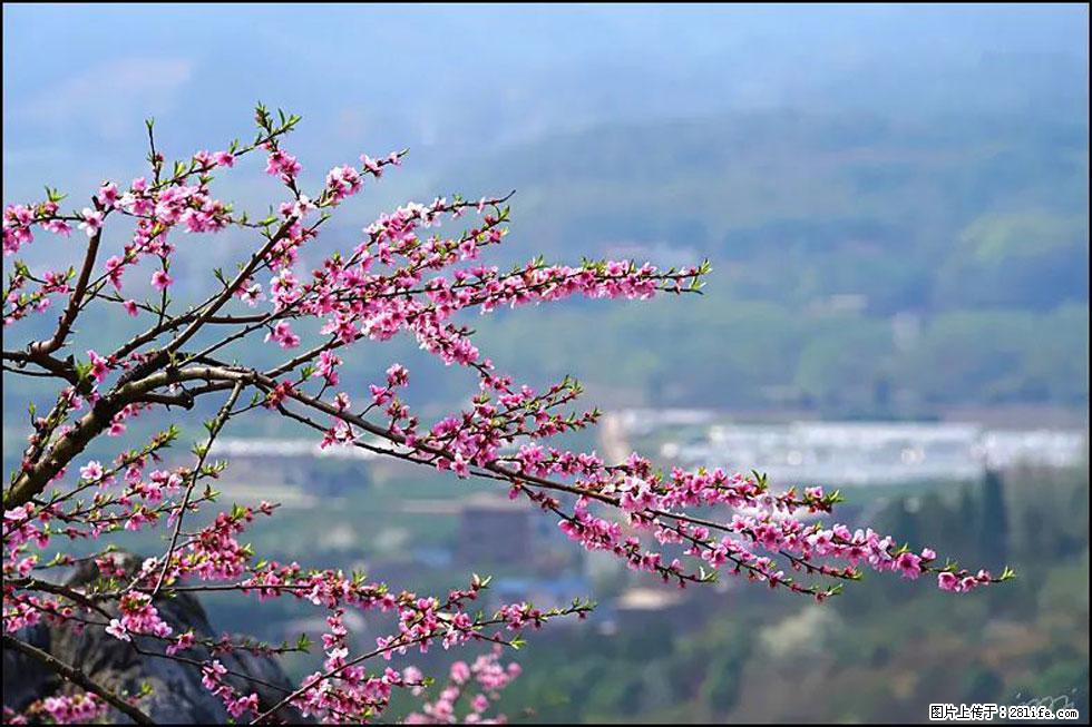 【春天，广西桂林灌阳县向您发出邀请！】望月岭上桃花开 - 游山玩水 - 阿拉善盟生活社区 - 阿拉善盟28生活网 alsm.28life.net