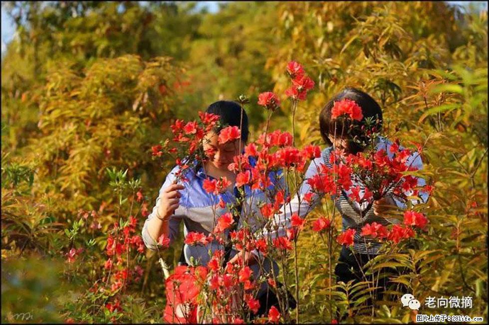【春天，广西桂林灌阳县向您发出邀请！】登麒麟山，相约映山红 - 游山玩水 - 阿拉善盟生活社区 - 阿拉善盟28生活网 alsm.28life.net