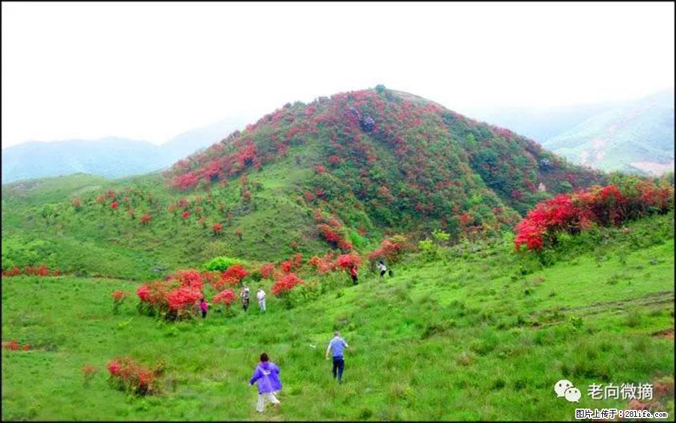 【春天，广西桂林灌阳县向您发出邀请！】宝盖山上映山红 - 游山玩水 - 阿拉善盟生活社区 - 阿拉善盟28生活网 alsm.28life.net