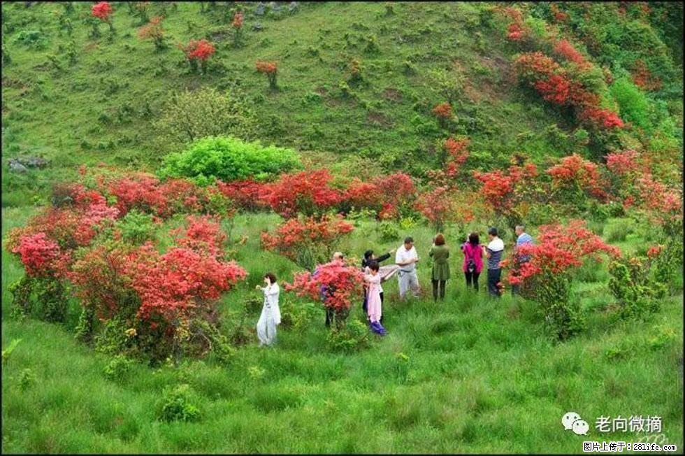 【春天，广西桂林灌阳县向您发出邀请！】宝盖山上映山红 - 游山玩水 - 阿拉善盟生活社区 - 阿拉善盟28生活网 alsm.28life.net