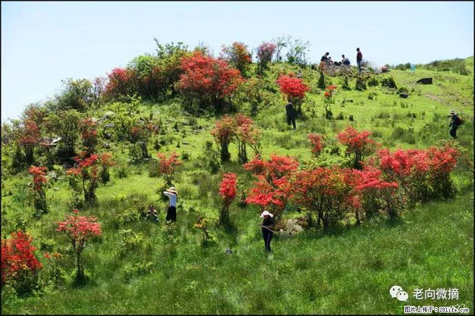 【春天，广西桂林灌阳县向您发出邀请！】宝盖山上映山红 - 游山玩水 - 阿拉善盟生活社区 - 阿拉善盟28生活网 alsm.28life.net