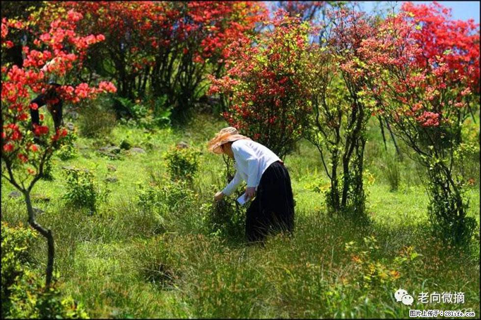 【春天，广西桂林灌阳县向您发出邀请！】宝盖山上映山红 - 游山玩水 - 阿拉善盟生活社区 - 阿拉善盟28生活网 alsm.28life.net