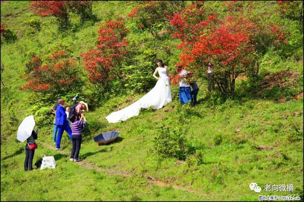 【春天，广西桂林灌阳县向您发出邀请！】宝盖山上映山红 - 游山玩水 - 阿拉善盟生活社区 - 阿拉善盟28生活网 alsm.28life.net
