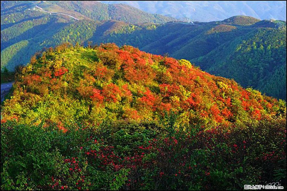 【春天，广西桂林灌阳县向您发出邀请！】春木界上映山红 - 游山玩水 - 阿拉善盟生活社区 - 阿拉善盟28生活网 alsm.28life.net
