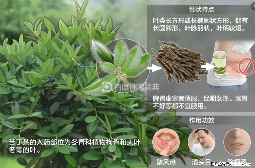 苦丁茶有哪些功效和作用 - 生活百科 - 阿拉善盟生活社区 - 阿拉善盟28生活网 alsm.28life.net