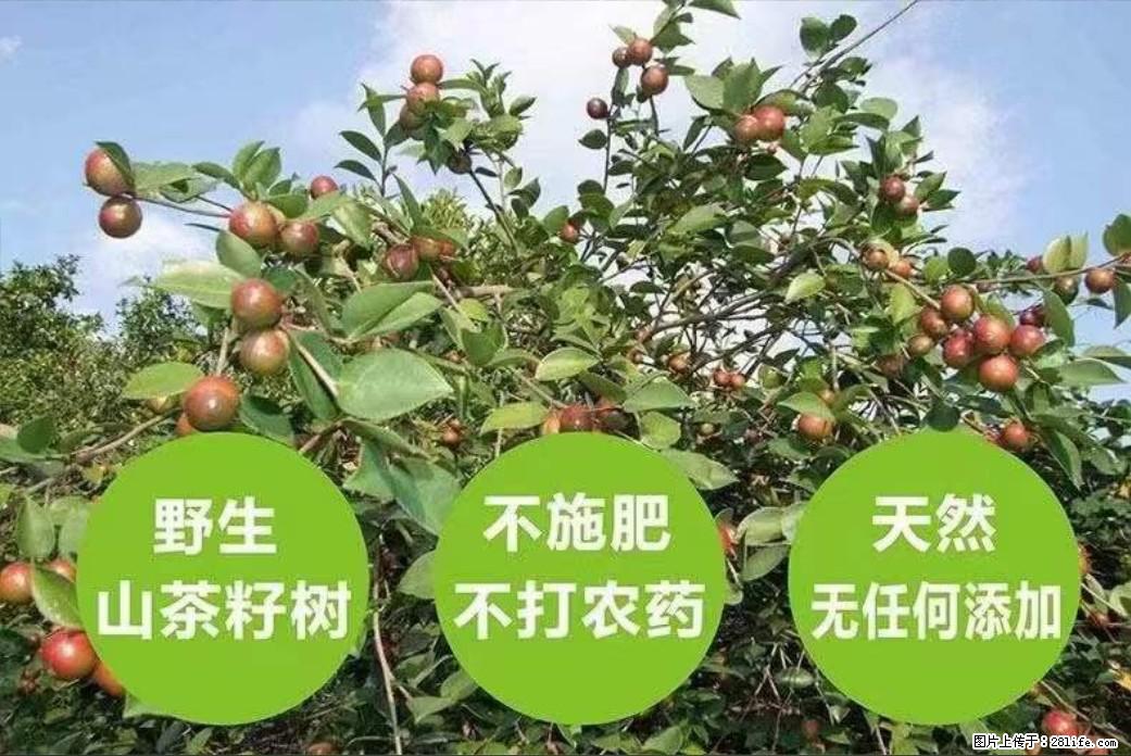 【灌阳县油茶产业示范区】一个有着充实的精神生活的人，对待身外之物自会有一种淡泊的态度 - 美食天地 - 阿拉善盟生活社区 - 阿拉善盟28生活网 alsm.28life.net