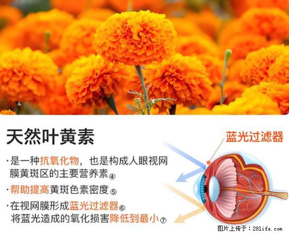 叶黄素有什么功效和作用 - 生活百科 - 阿拉善盟生活社区 - 阿拉善盟28生活网 alsm.28life.net