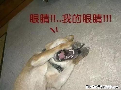 笑癫了！一女的怀孕三年未生，他终于忍不住了... - 娱乐八卦 - 阿拉善盟生活社区 - 阿拉善盟28生活网 alsm.28life.net