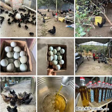 油茶园从小鸡仔开始养起的纯土鸡、土鸡蛋可以预定啦！还有前几天刚榨的纯山茶油哦 - 土特产 - 饮食特产 - 阿拉善盟分类信息 - 阿拉善盟28生活网 alsm.28life.net