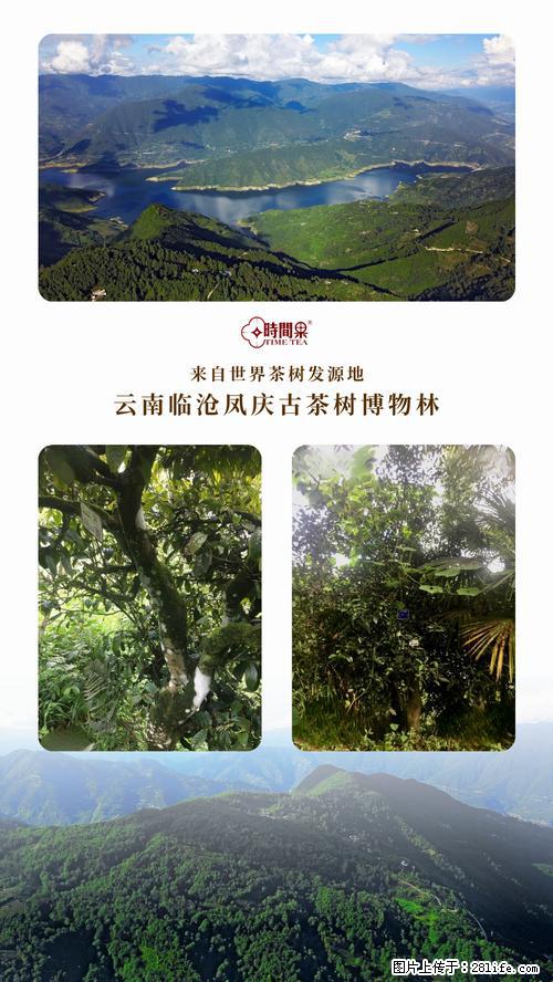 时间果百年古树2025年春红茶 - 购物交流 - 阿拉善盟生活社区 - 阿拉善盟28生活网 alsm.28life.net