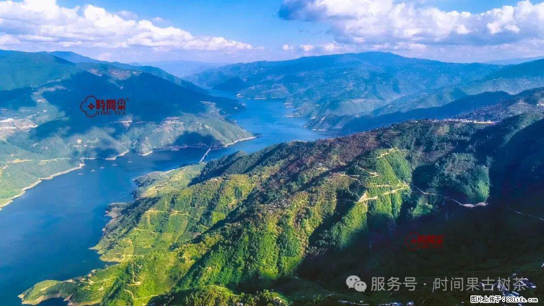 时间果百年古树龙珠普洱生茶 - 购物交流 - 阿拉善盟生活社区 - 阿拉善盟28生活网 alsm.28life.net