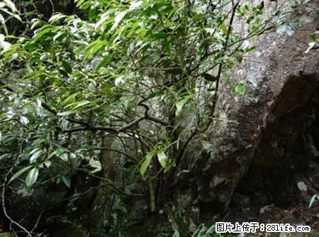 平乐石崖茶，珍贵仅次于金花茶 - 阿拉善盟生活资讯 - 阿拉善盟28生活网 alsm.28life.net