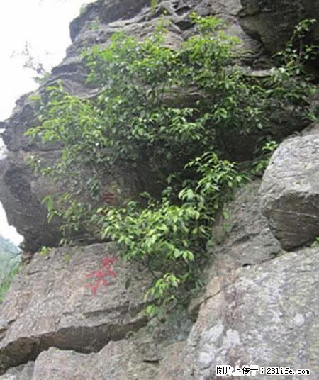平乐石崖茶，珍贵仅次于金花茶 - 阿拉善盟生活资讯 - 阿拉善盟28生活网 alsm.28life.net