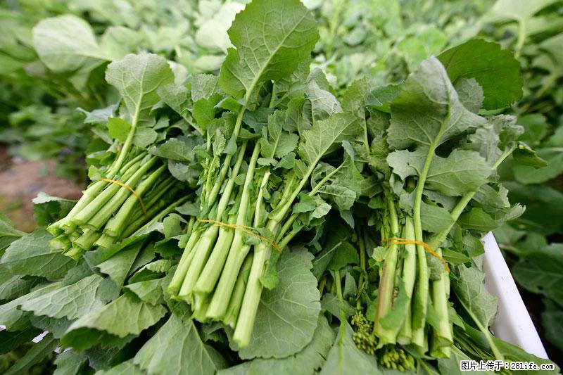 这些蔬菜是“天然钙片”，这6种被医生重点推荐 - 阿拉善盟生活资讯 - 阿拉善盟28生活网 alsm.28life.net